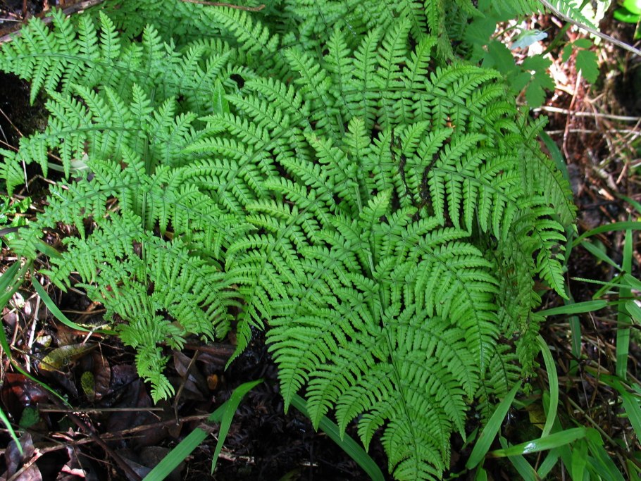 Папоротник Телиптерис