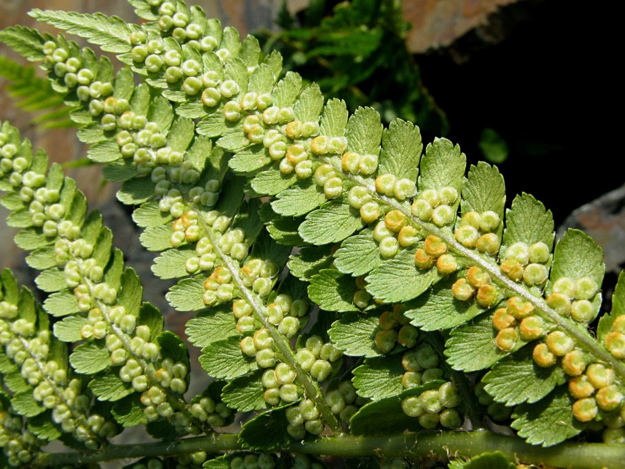 Щитовник толстокорневищный