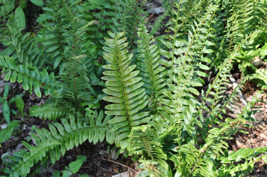 Папоротник страусник