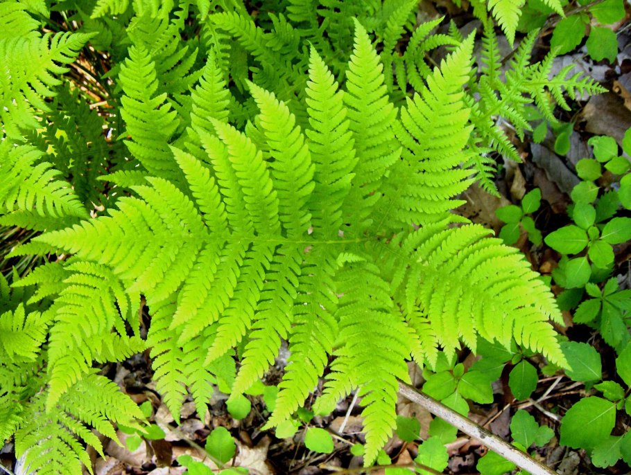 Многорядник Брауна Polystichum braunii