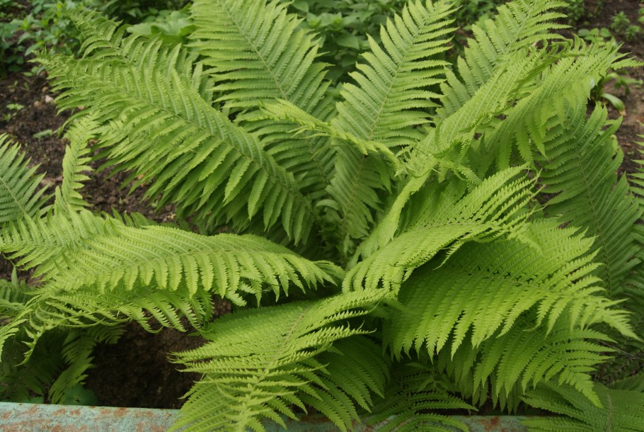 Dryopteris expansa