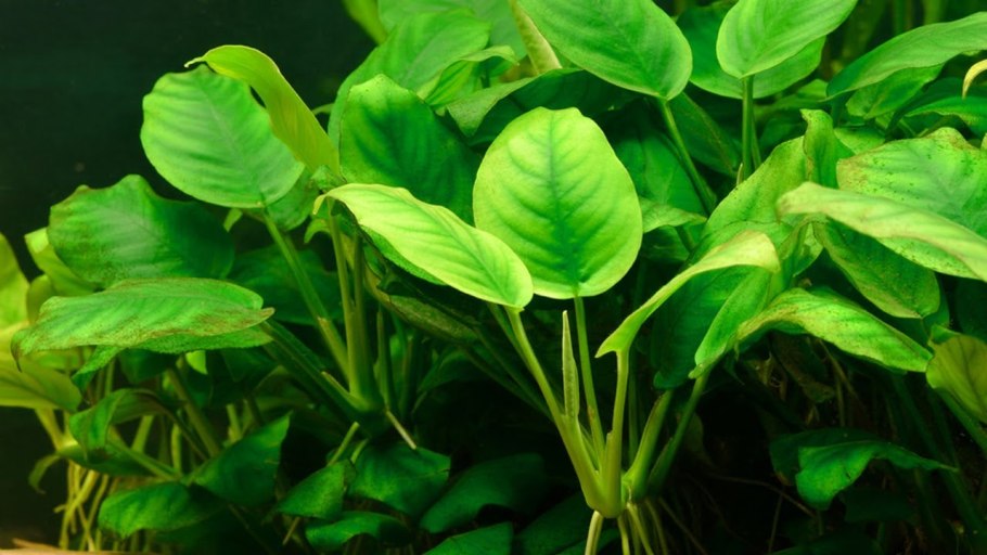 Анубиас Нана