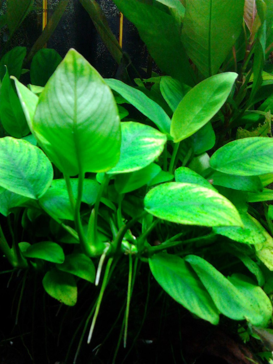 Анубиас бартера Нана