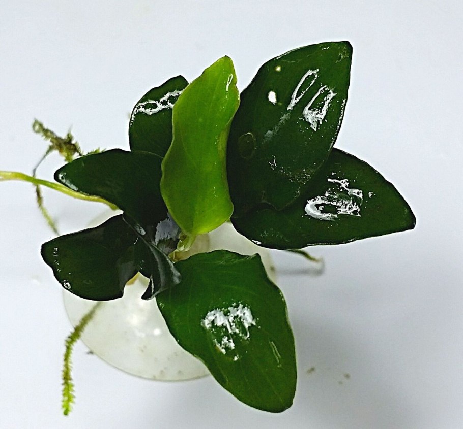 Анубиас нана петит