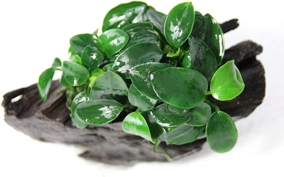 Анубиас Нана бонсай