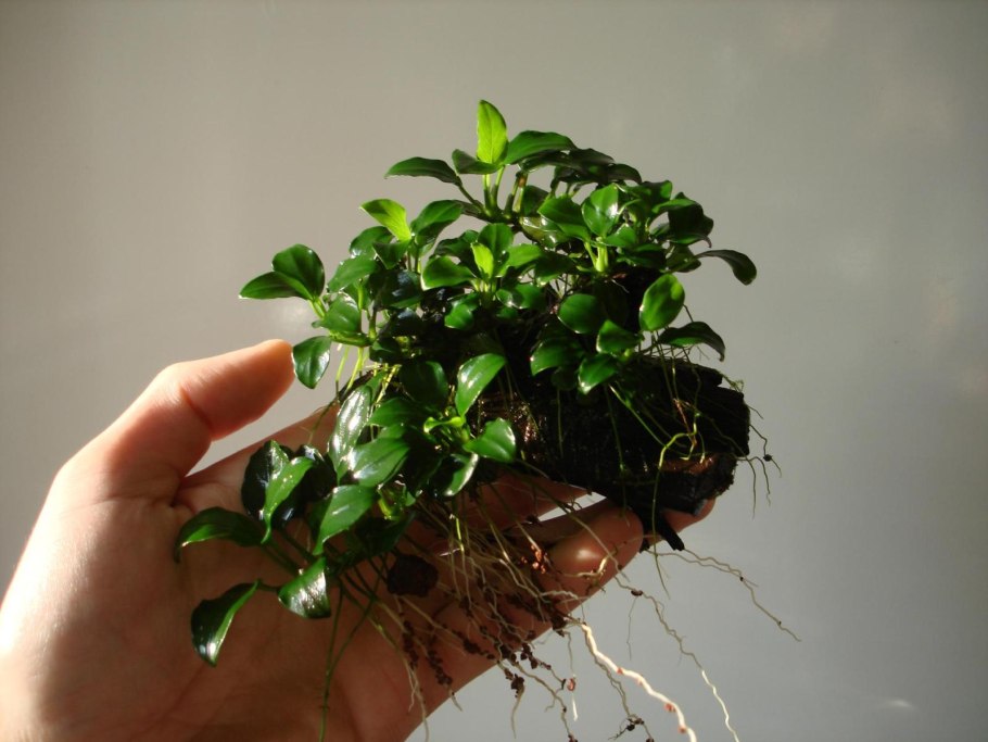 Анубиас Нана аквариумное растение