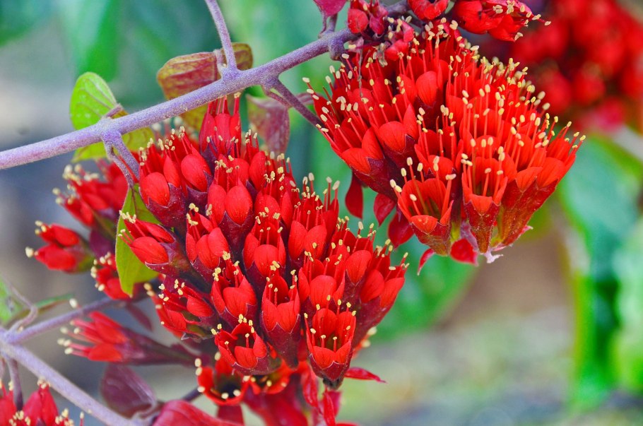 Комбретум грандифлорум