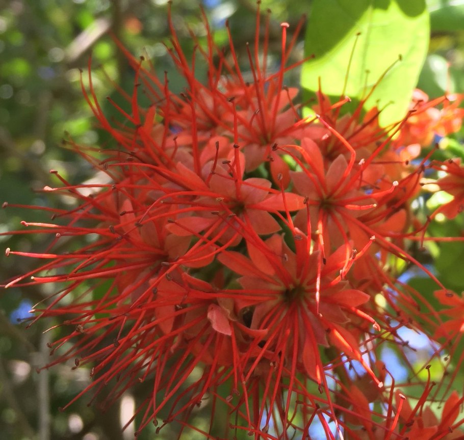 Комбретум краснолистный