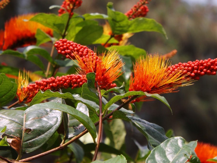 Комбретум bracteosum