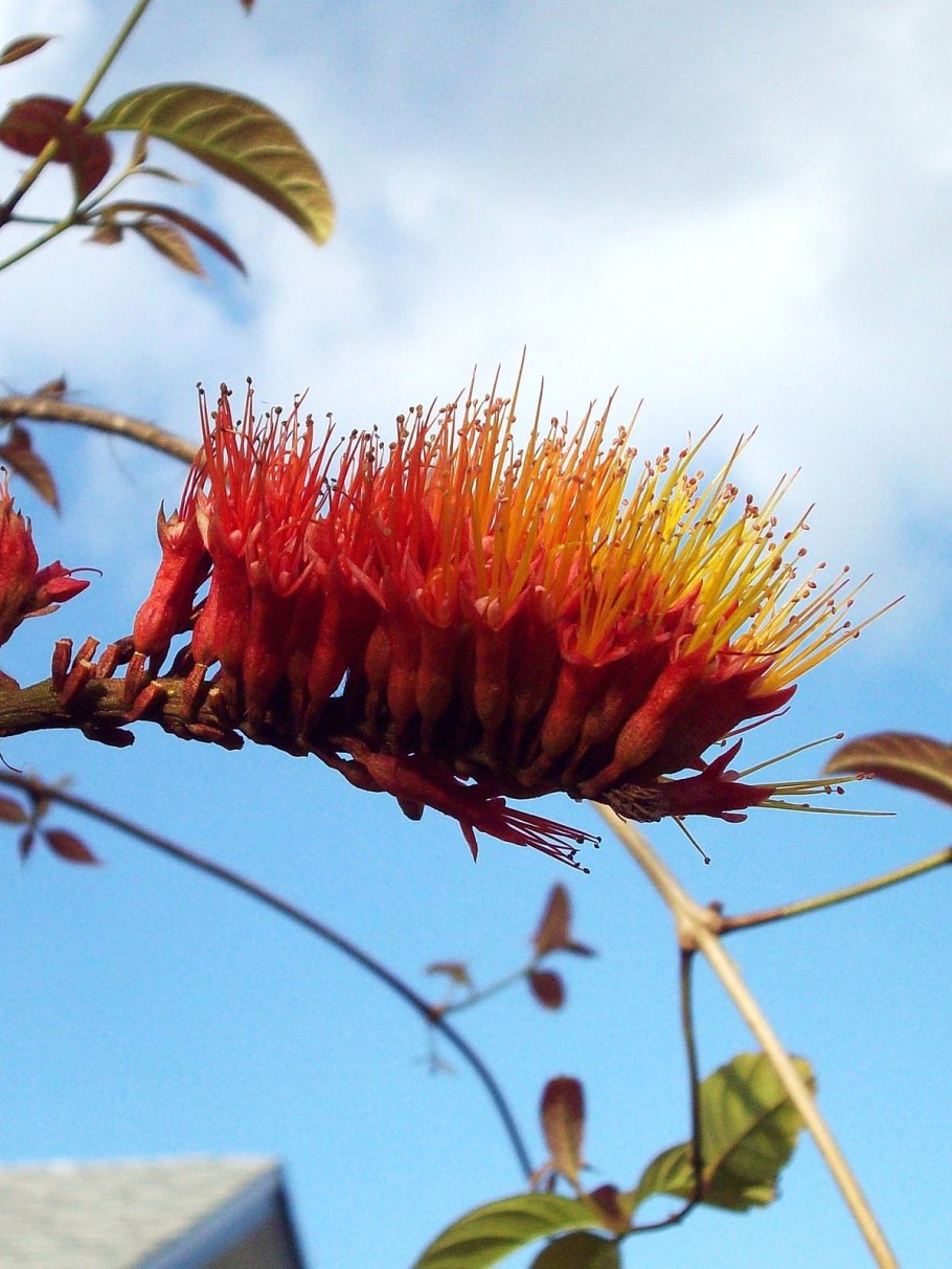 Combretum fruticosum