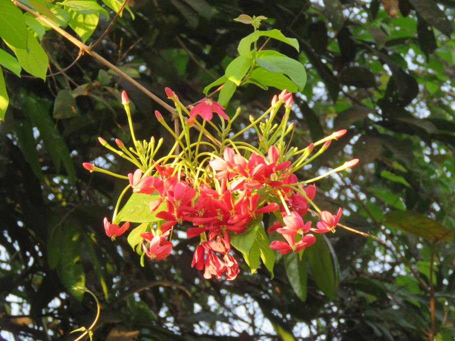 Комбретум круглолистный