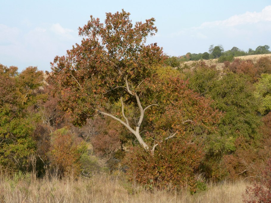 Combretum leprosum