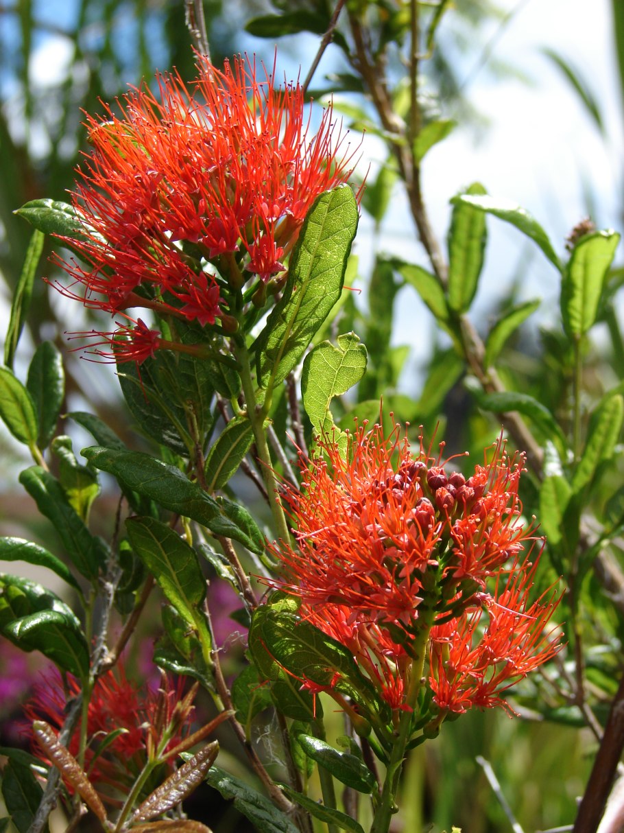 Комбертум мелкоцветный