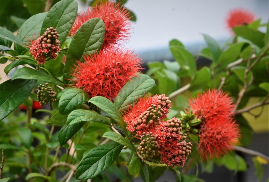 Комбретум bracteosum