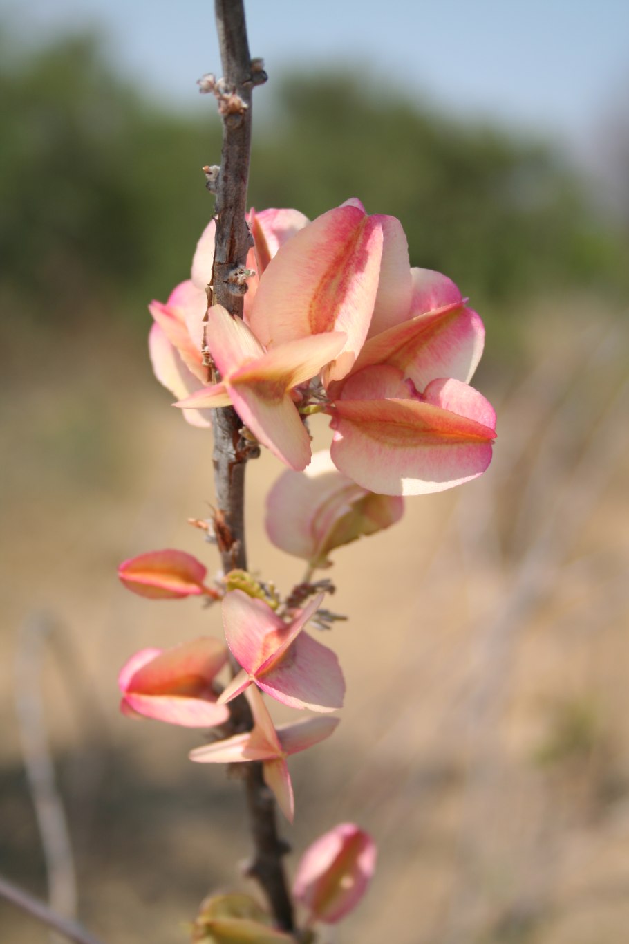 Комбретум цветок