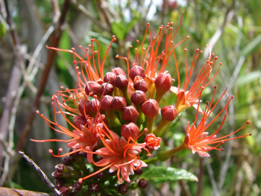 Комбретум грандифлорум