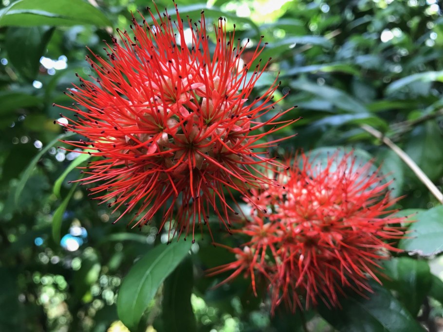 Комбретум бархатнолистный