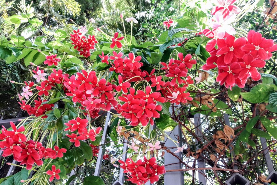 Комбретум мелкоцветковый