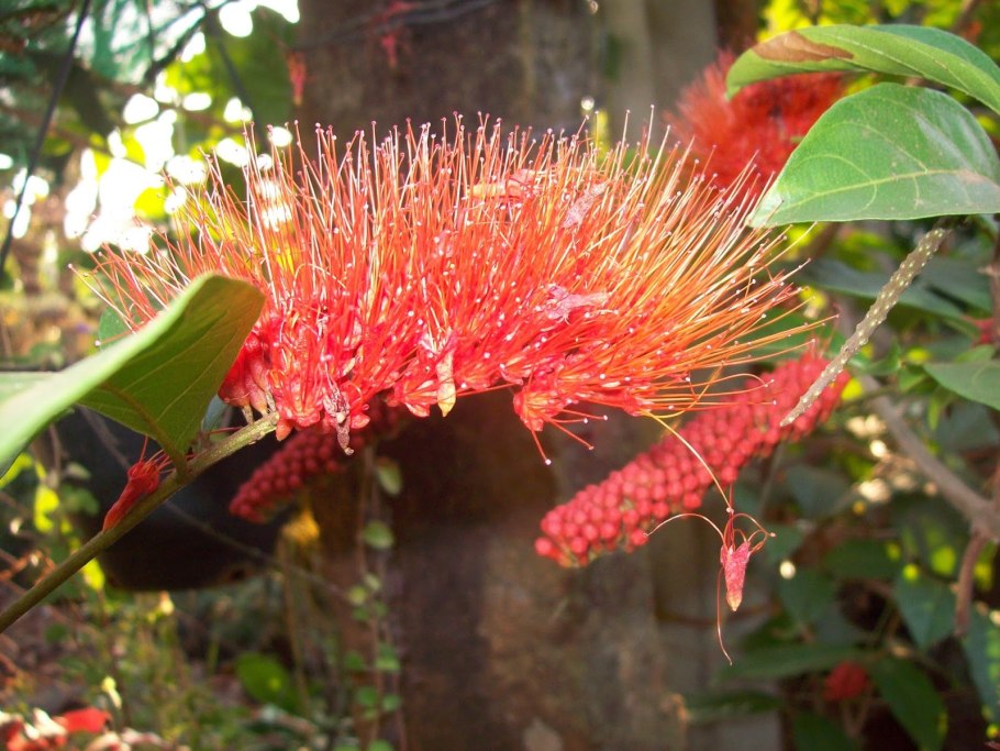 Комбретум краснолистный Саванна