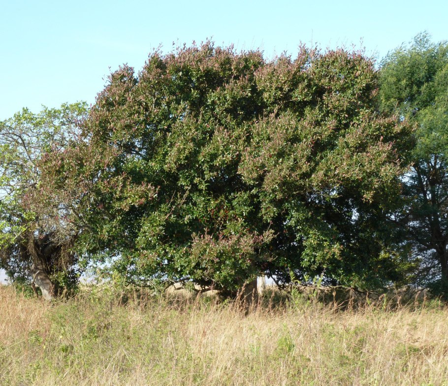 Combretum constrictum