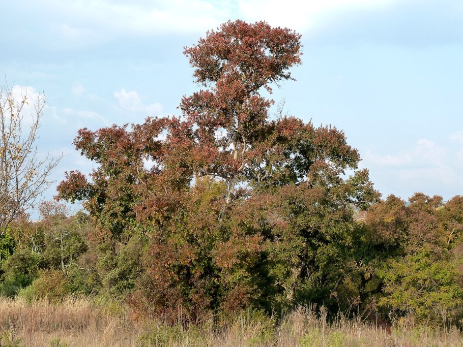 Combretum erythrophyllum