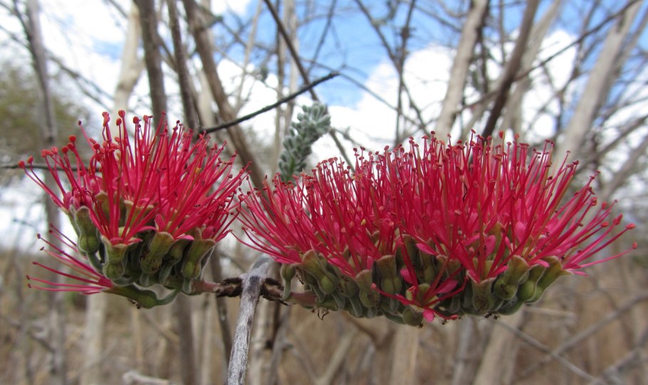 Комбретум bracteosum