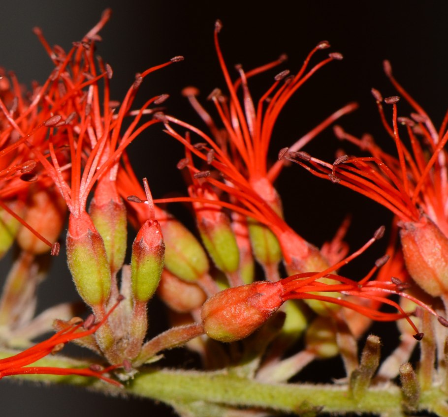 Combretum caffrum