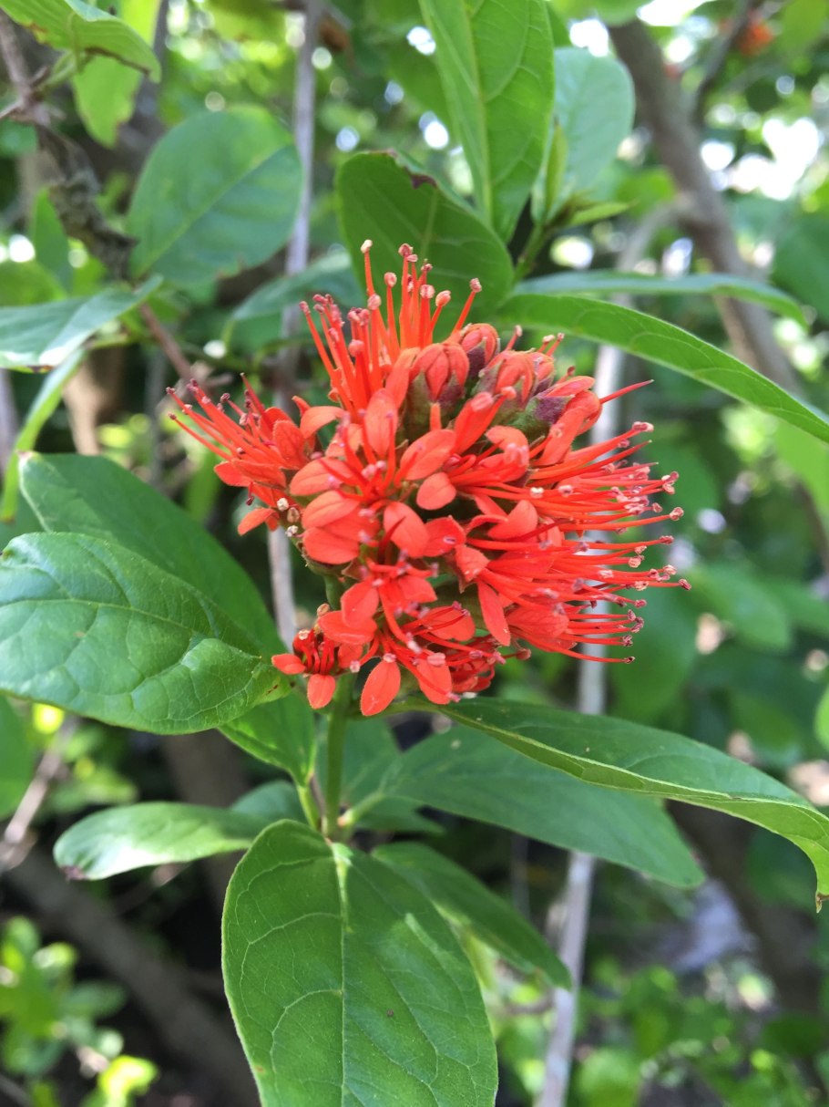 Комбретум Африка