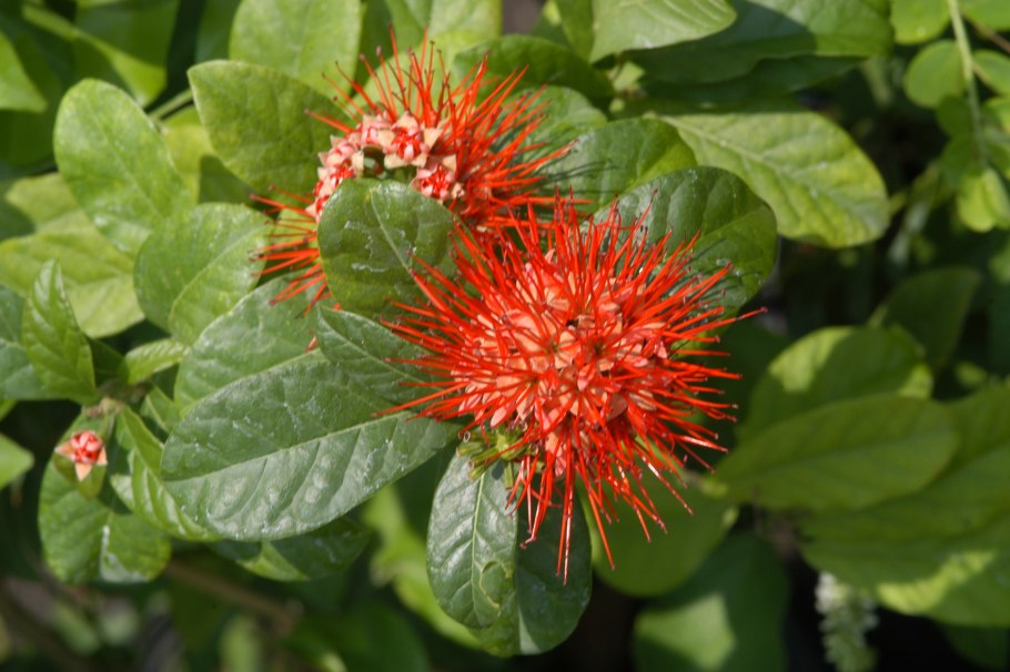 Комбретум краснолистный Саванна