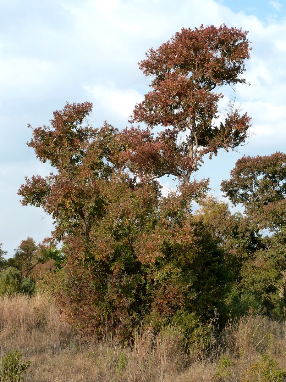 Комбретум индийский