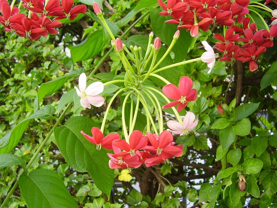 Combretum malabaricum