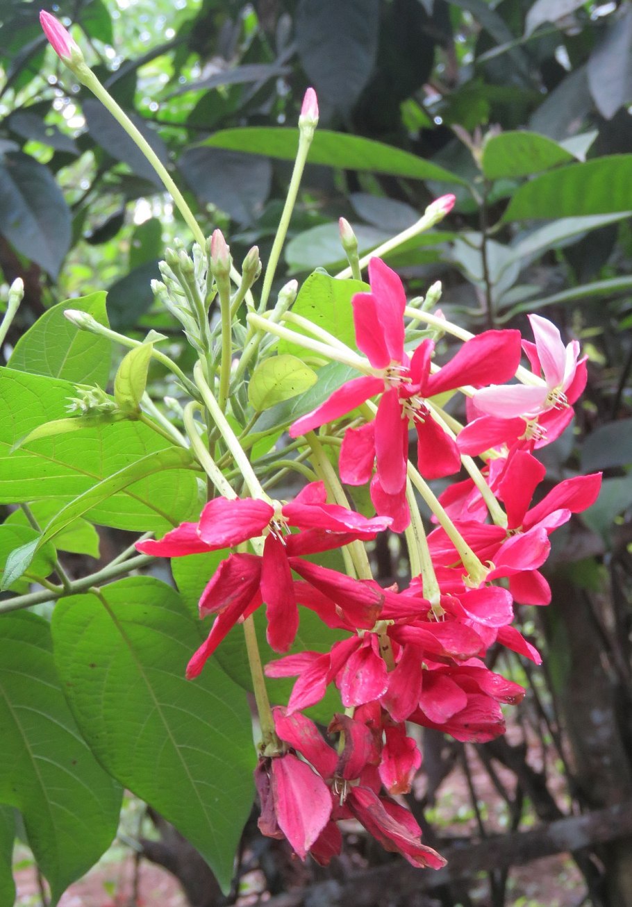 Комбретум дерево