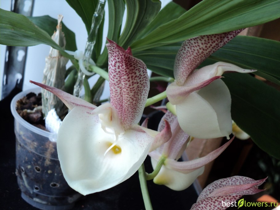 Орхидея Catasetum