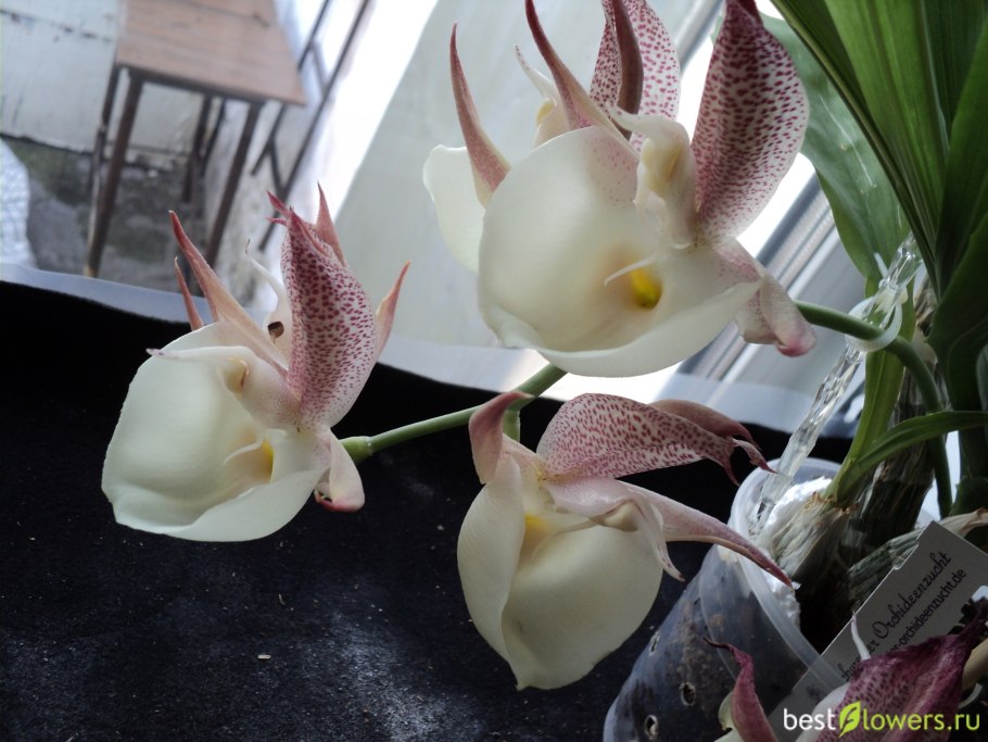 Катасетумы орхидеи