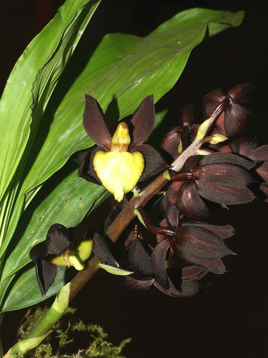 Catasetum osculatum