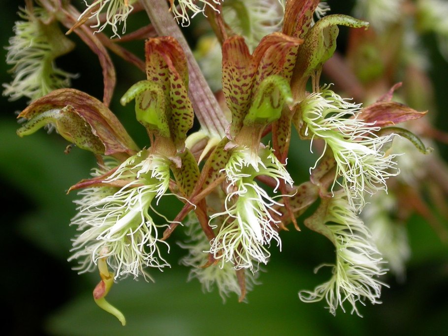 Catasetum macrocarpum Jumbo