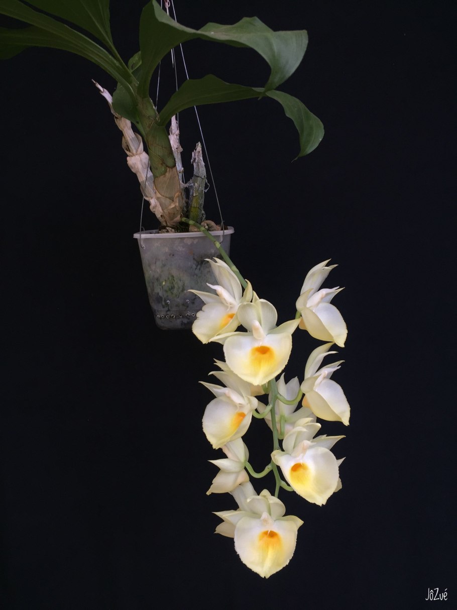 Катасетум орхиглейд