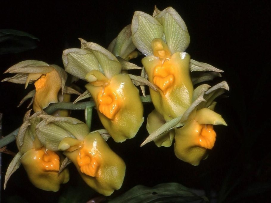 Сlowesia rosea x Catasetum osculatum