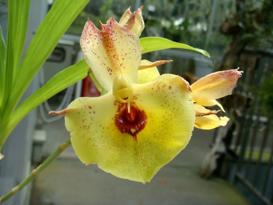 Катасетум Орхидея