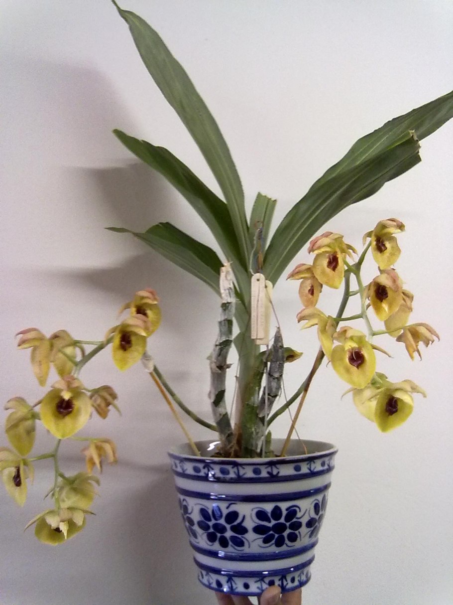 Catasetum pileatum 'Jumbo Green Gold'