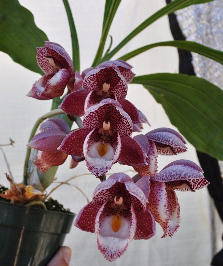 Катассетум саккатум