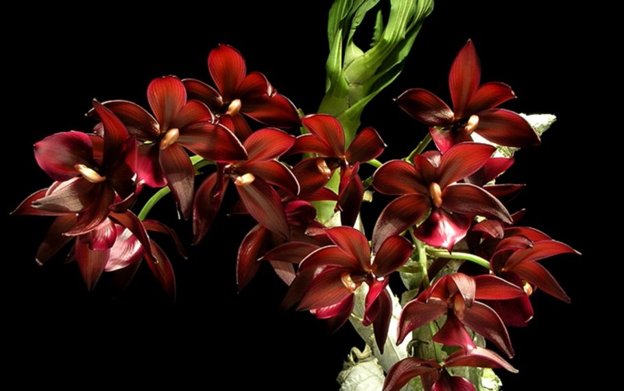 Орхидея катасетум черная