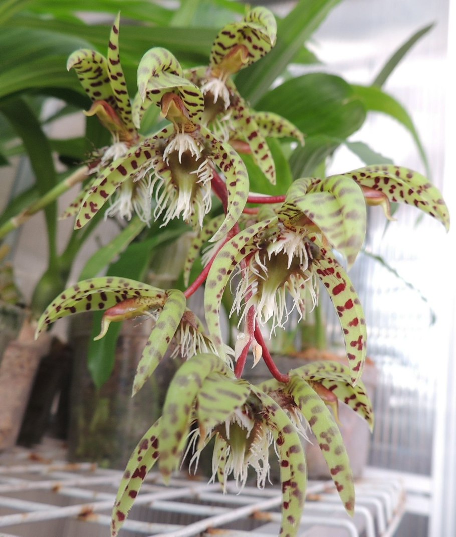 Catasetum tabulare