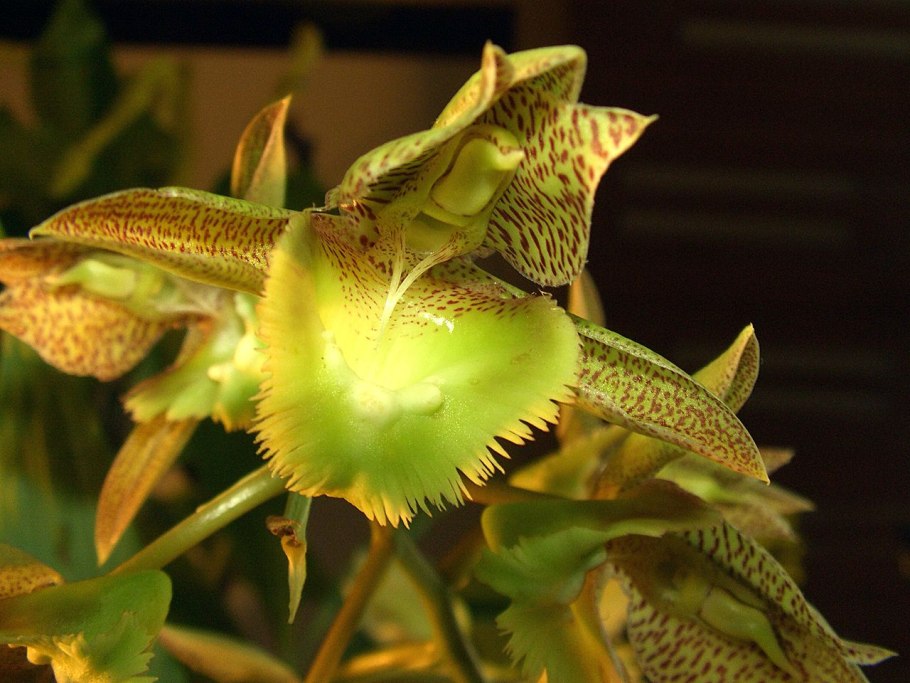 Catasetum macrocarpum