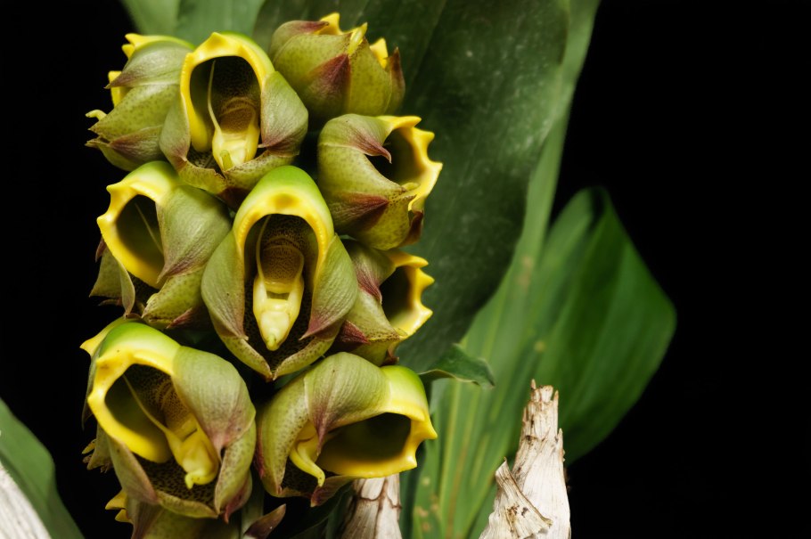 Catasetum saccatum