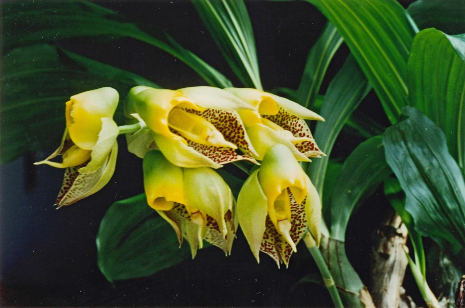Catasetum macrocarpum