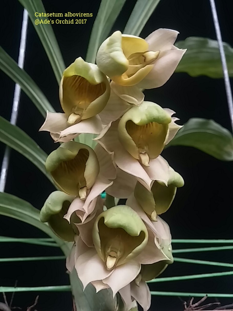 Catasetum fimbriatum