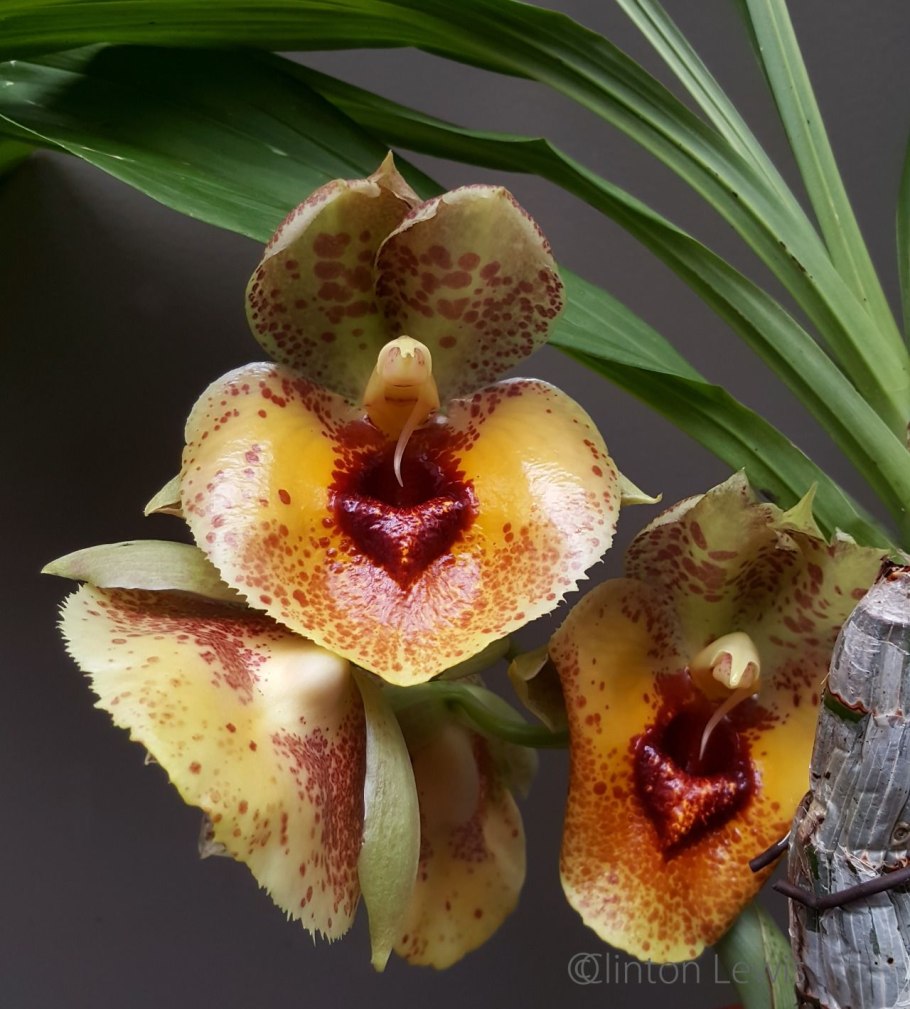 Catasetum barbatum