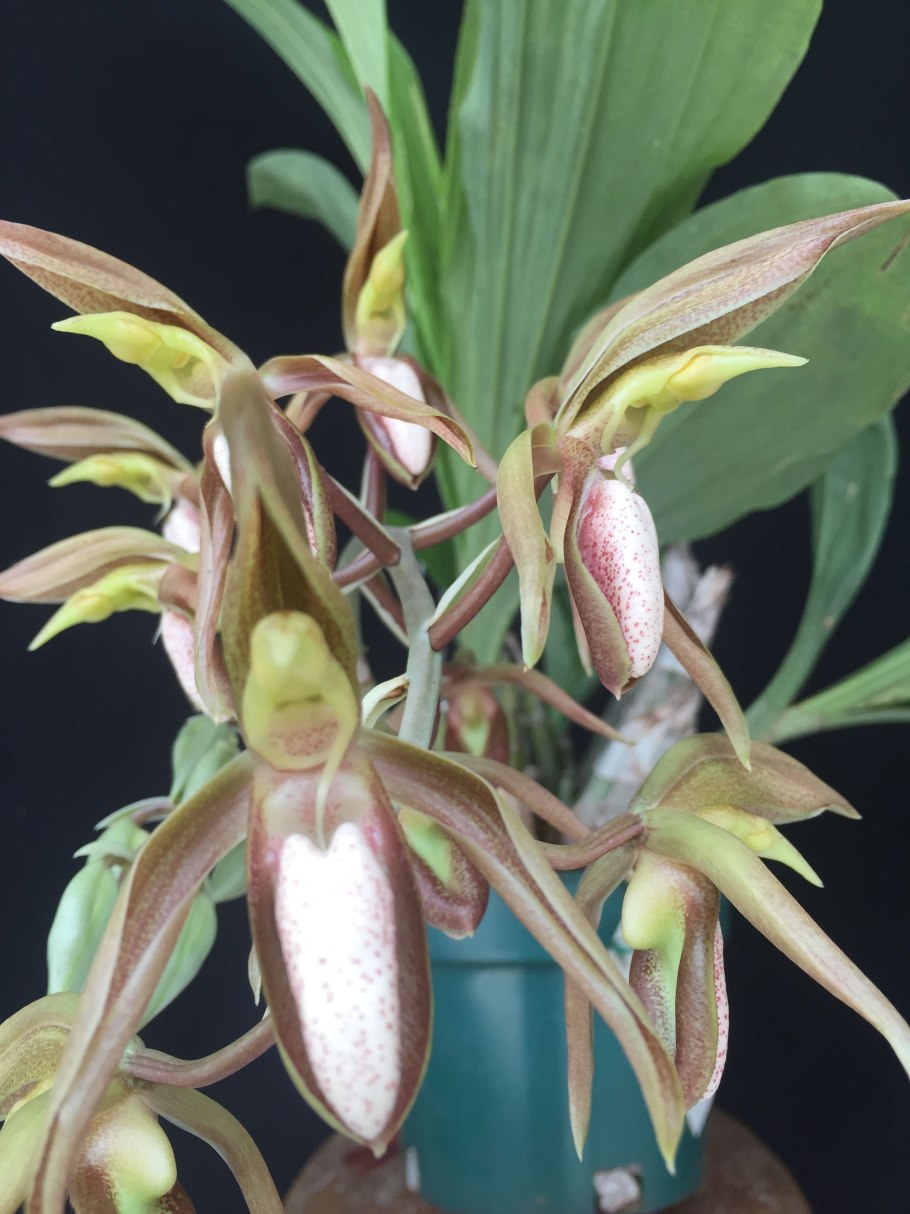 Катасетум черный