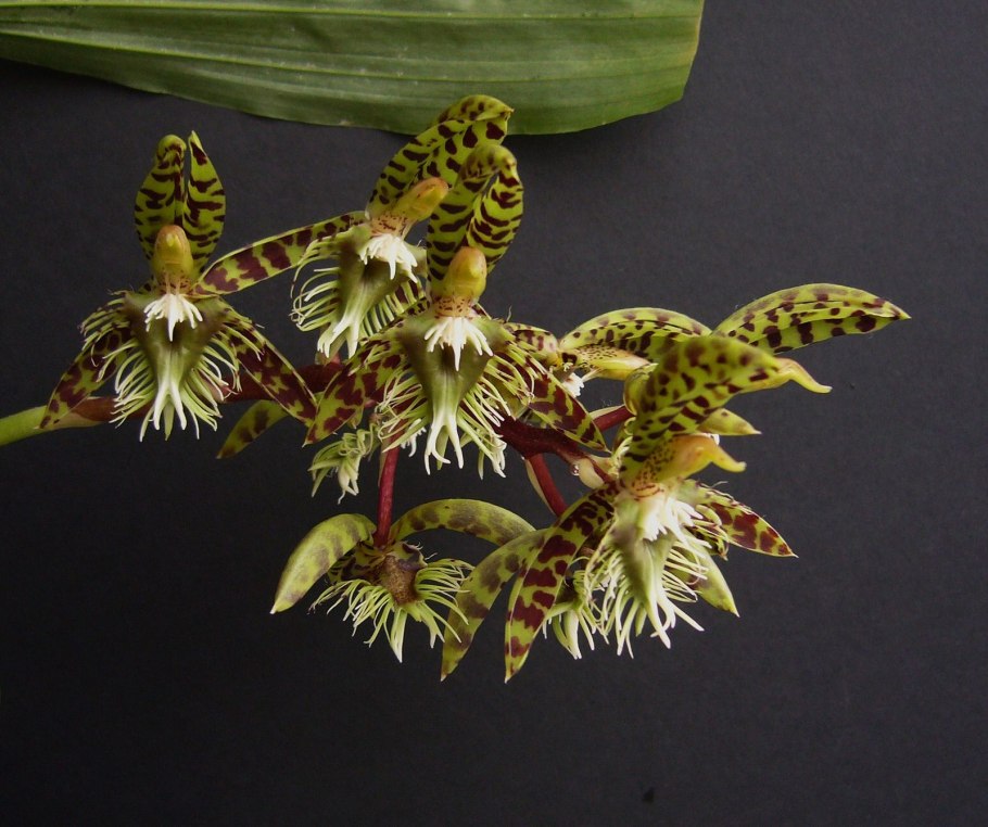 Орхидея Catasetum pileatum